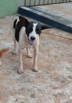 Cachorro ra a SRD idade nome lilica