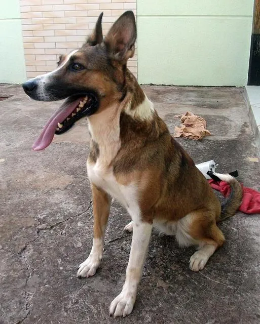 Cachorro ra a SRD idade 3 anos nome Laika