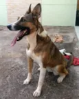 Laika