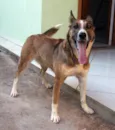 Laika