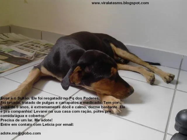 Cachorro ra a srd idade 5 anos nome Sultão