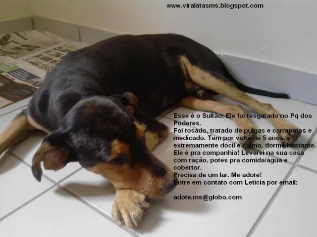 Cachorro ra a srd idade 5 anos nome Sultão
