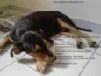 Sultão