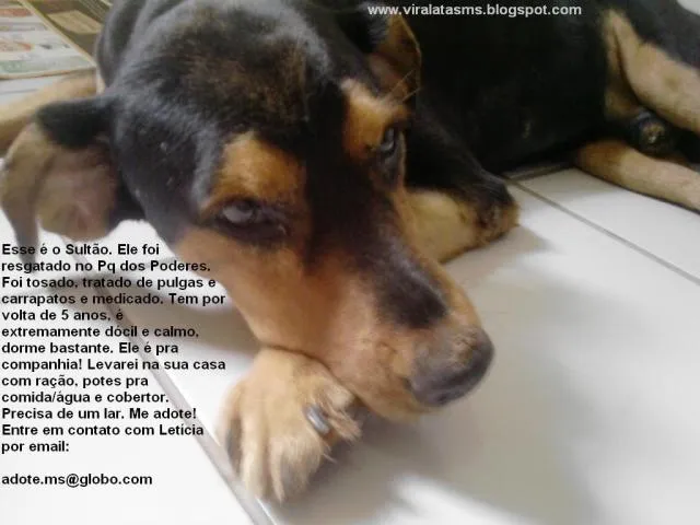 Cachorro ra a srd idade 5 anos nome Sultão