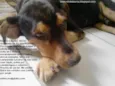 Sultão
