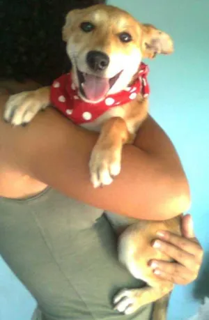 Cachorro raça SRD idade  nome LILI