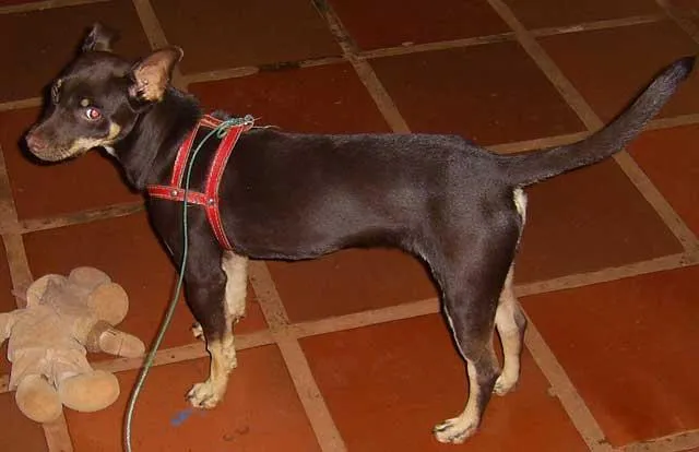 Cachorro ra a SRD idade 7 a 11 meses nome Procura