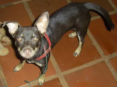 Cachorro raça SRD idade 7 a 11 meses nome Procura