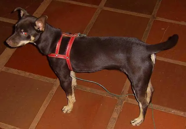 Cachorro ra a SRD idade 7 a 11 meses nome Procura