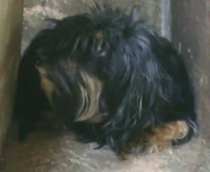Cachorro raça SRD idade  nome Resgatada