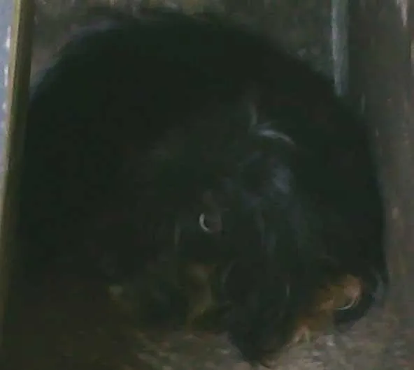 Cachorro ra a SRD idade  nome Resgatada