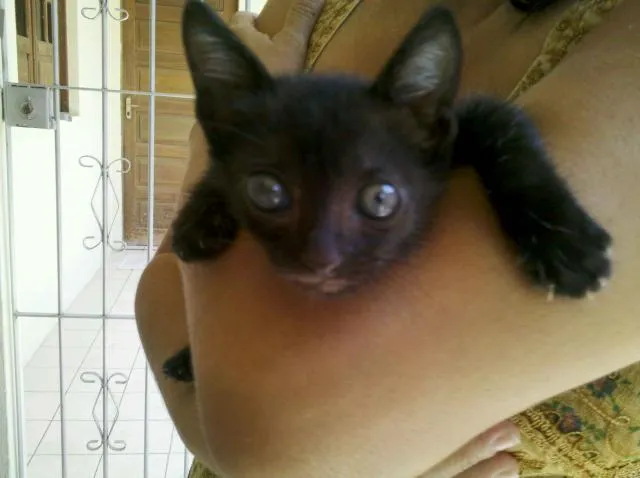 Gato ra a SRD idade Abaixo de 2 meses nome Blackinho