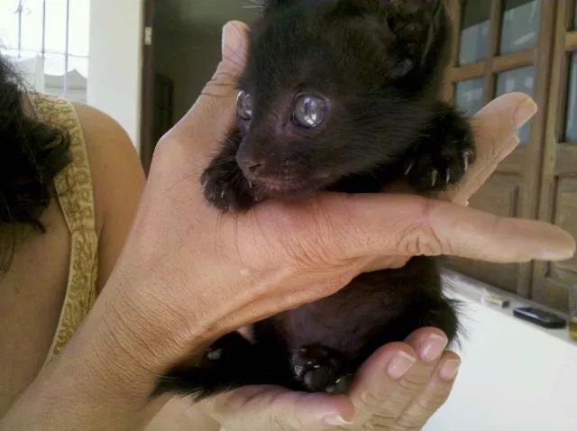 Gato ra a SRD idade Abaixo de 2 meses nome Blackinho