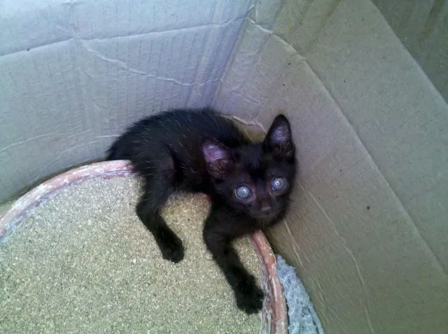 Gato ra a SRD idade Abaixo de 2 meses nome Blackinho