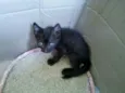 Blackinho