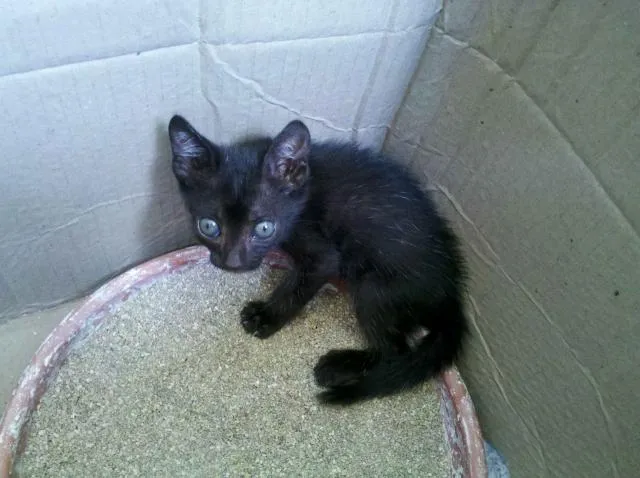 Gato ra a SRD idade Abaixo de 2 meses nome Blackinho