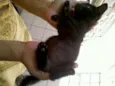 Blackinho