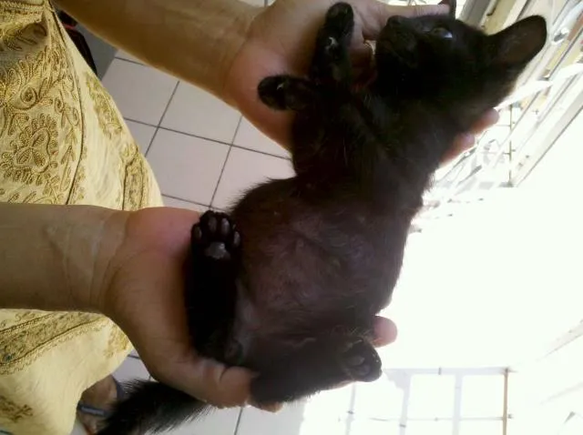 Gato ra a SRD idade Abaixo de 2 meses nome Blackinho