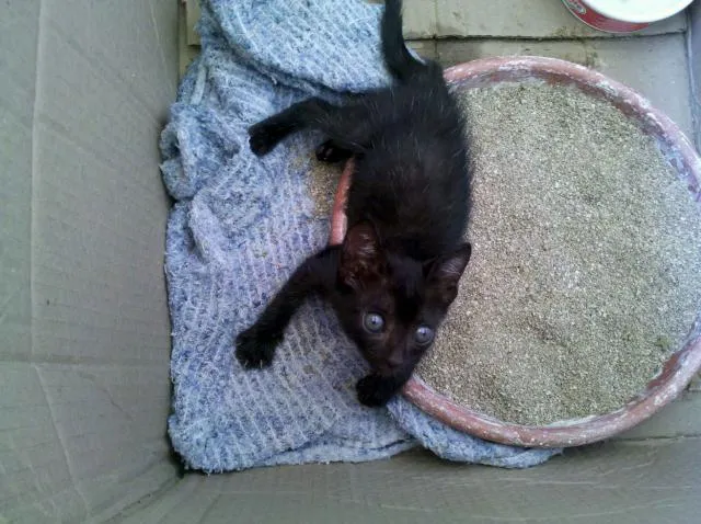 Gato ra a SRD idade Abaixo de 2 meses nome Blackinho