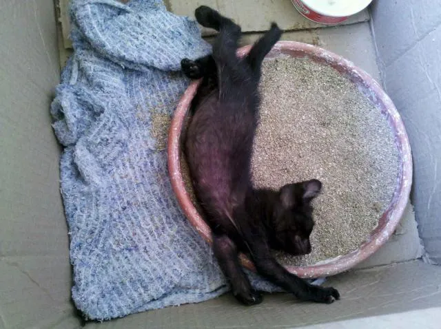 Gato ra a SRD idade Abaixo de 2 meses nome Blackinho