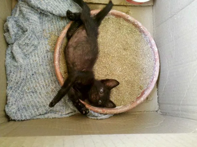 Gato ra a SRD idade Abaixo de 2 meses nome Blackinho