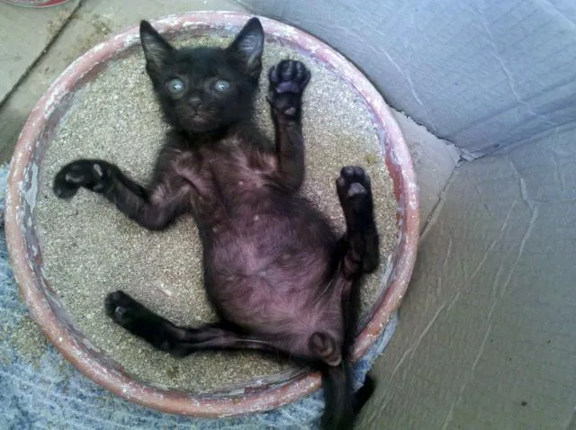 Gato ra a SRD idade Abaixo de 2 meses nome Blackinho