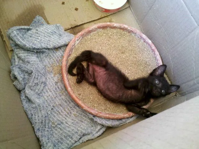 Gato ra a SRD idade Abaixo de 2 meses nome Blackinho