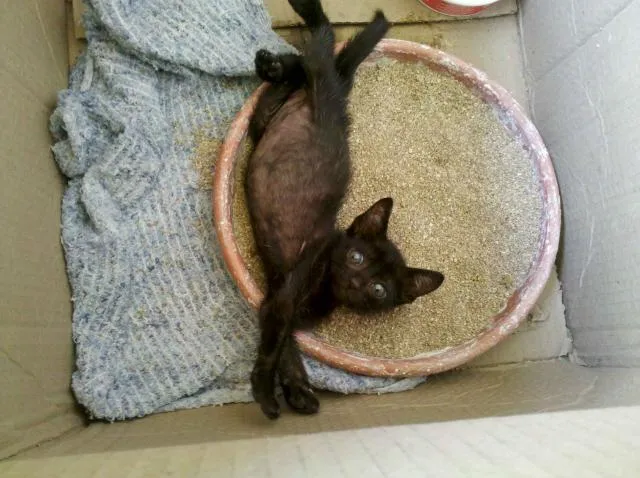 Gato ra a SRD idade Abaixo de 2 meses nome Blackinho