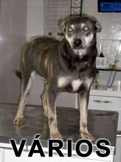 Cachorro ra a SRD idade nome Vários Cãopanheiro