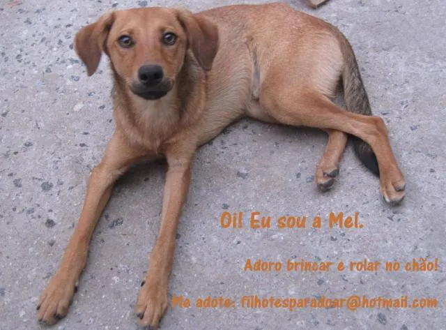Cachorro ra a SRD idade 7 a 11 meses nome Mel