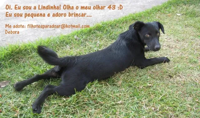 Cachorro ra a SRD idade 7 a 11 meses nome Lindinha