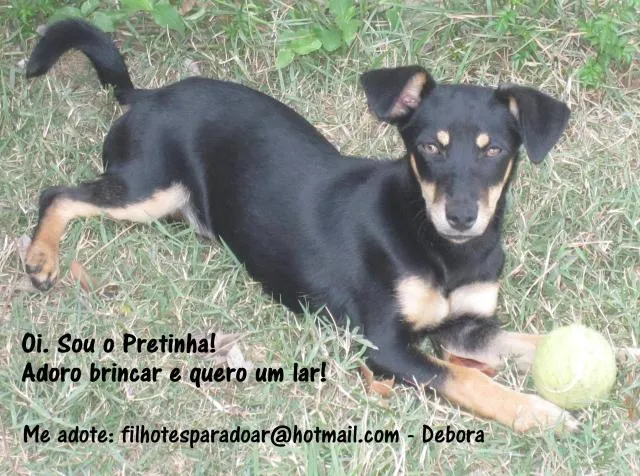 Cachorro ra a SRD idade 7 a 11 meses nome Pretinha