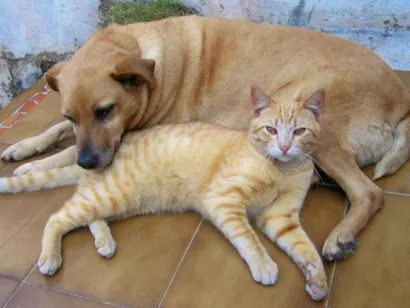 Cachorro raça SRD idade  nome Vários Cãopanheiro 