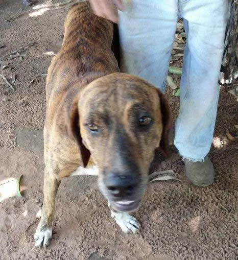 Cachorro ra a SRD idade nome LULA