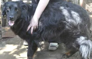 Cachorro raça SRD idade  nome URSO
