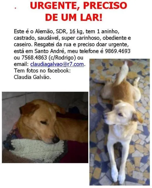Cachorro ra a sdr idade 1 ano nome alemão