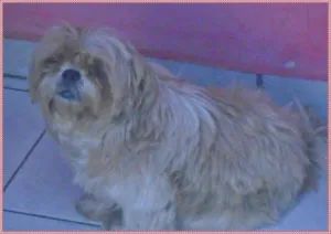 Cachorro raça Lhasa Apso idade 5 anos nome Sofia GRATIFICA