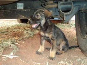 Cachorro raça srd idade 2 a 6 meses nome não sei