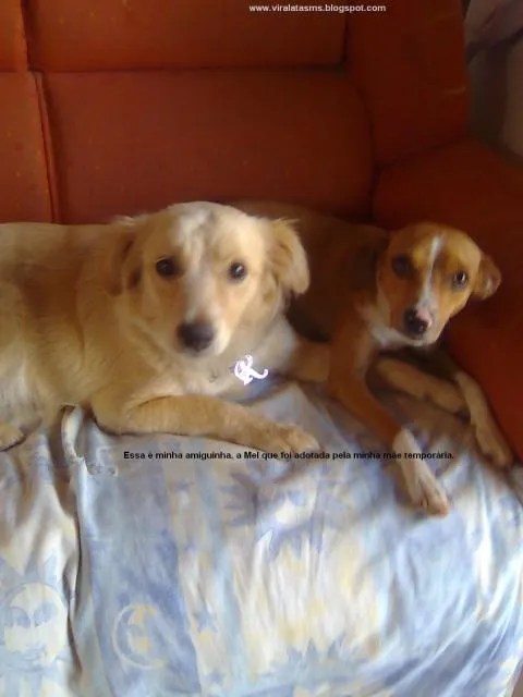 Cachorro ra a srd idade 1 ano nome Jade