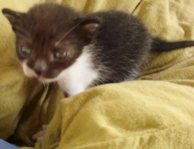 Gato ra a SRD idade Abaixo de 2 meses nome Filhote