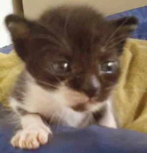 Gato raça SRD idade Abaixo de 2 meses nome Filhote
