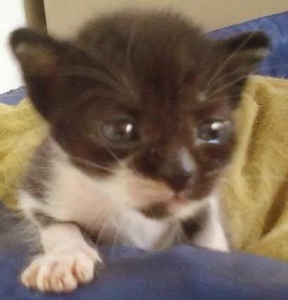 Gato ra a SRD idade Abaixo de 2 meses nome Filhote