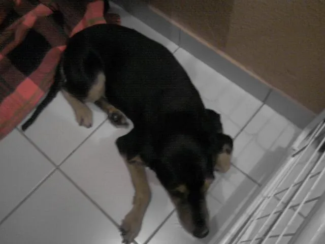 Cachorro ra a srd idade 5 anos nome Sultão