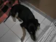 Sultão