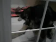 Sultão