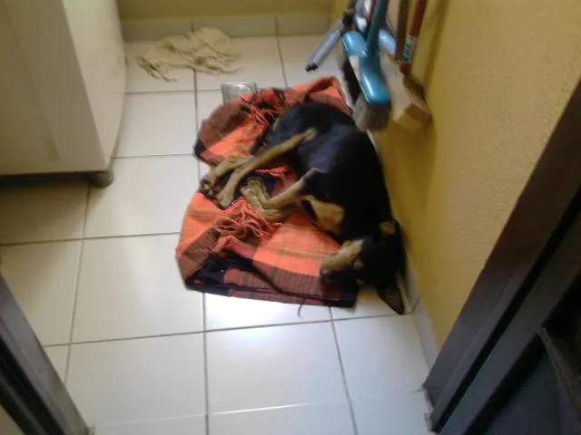 Cachorro ra a srd idade 5 anos nome Sultão