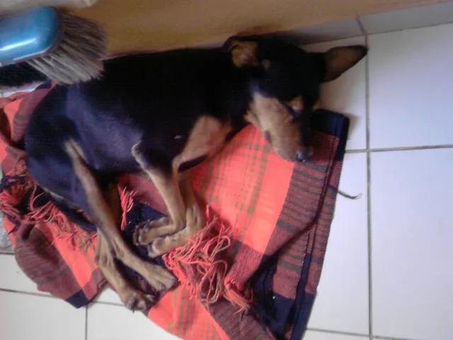 Cachorro ra a srd idade 5 anos nome Sultão
