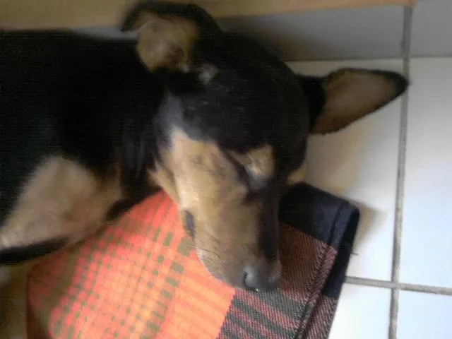 Cachorro ra a srd idade 5 anos nome Sultão