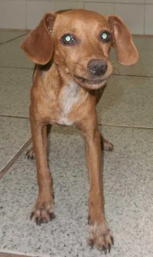 Cachorro raça SRD idade  nome Resgatada
