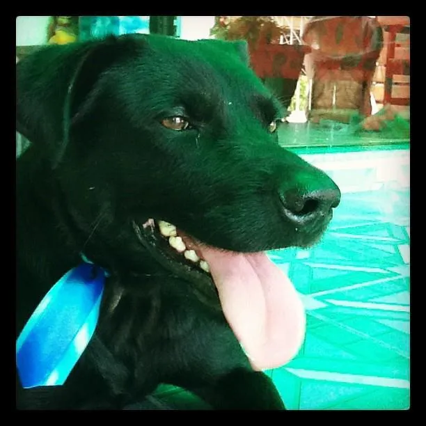 Cachorro ra a labrador idade 1 ano nome Não Tem